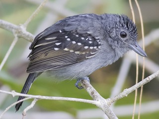  - Black-crowned Antshrike