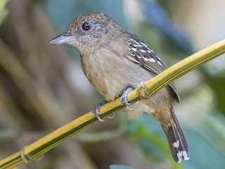雌鳥 - fernando Burgalin Sequeria - ML244049571