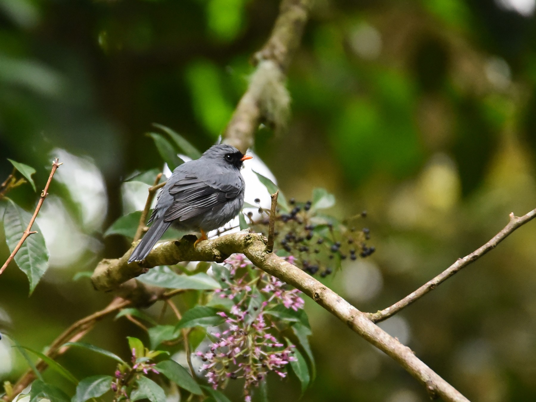 Black-faced Solitaire - Maryse Neukomm