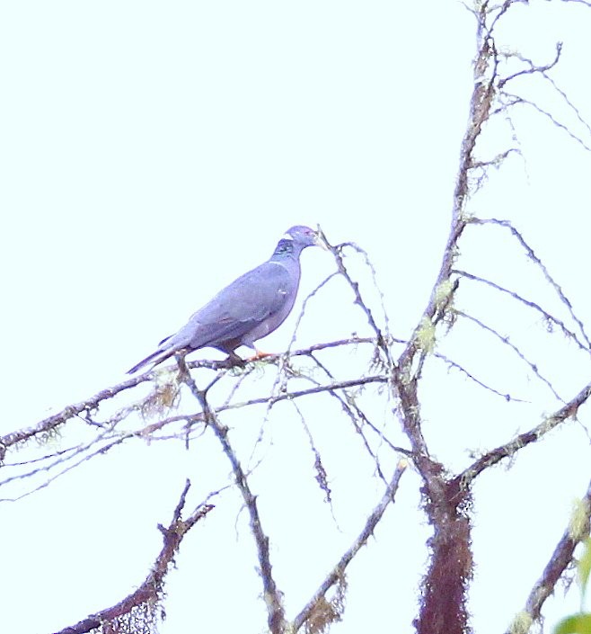 Band-tailed Pigeon - ML244053251