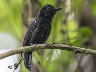  - Black-hooded Antshrike