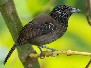  - Black-hooded Antshrike