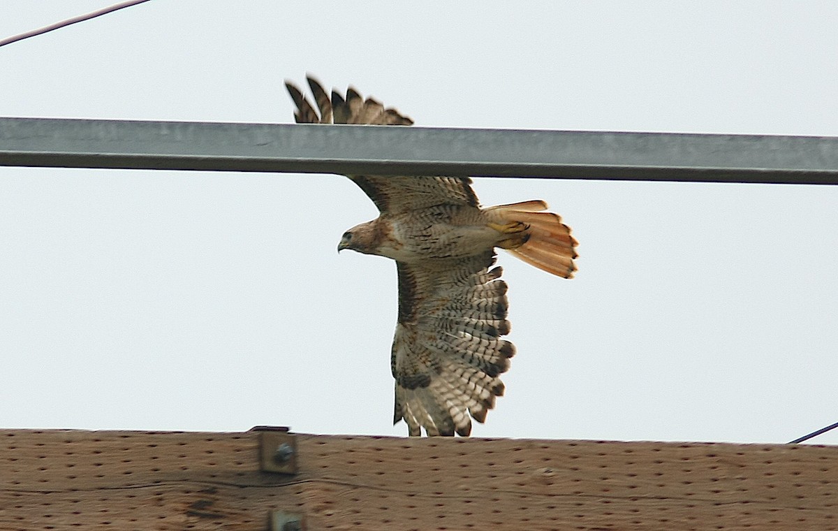 Red-tailed Hawk - ML244058821
