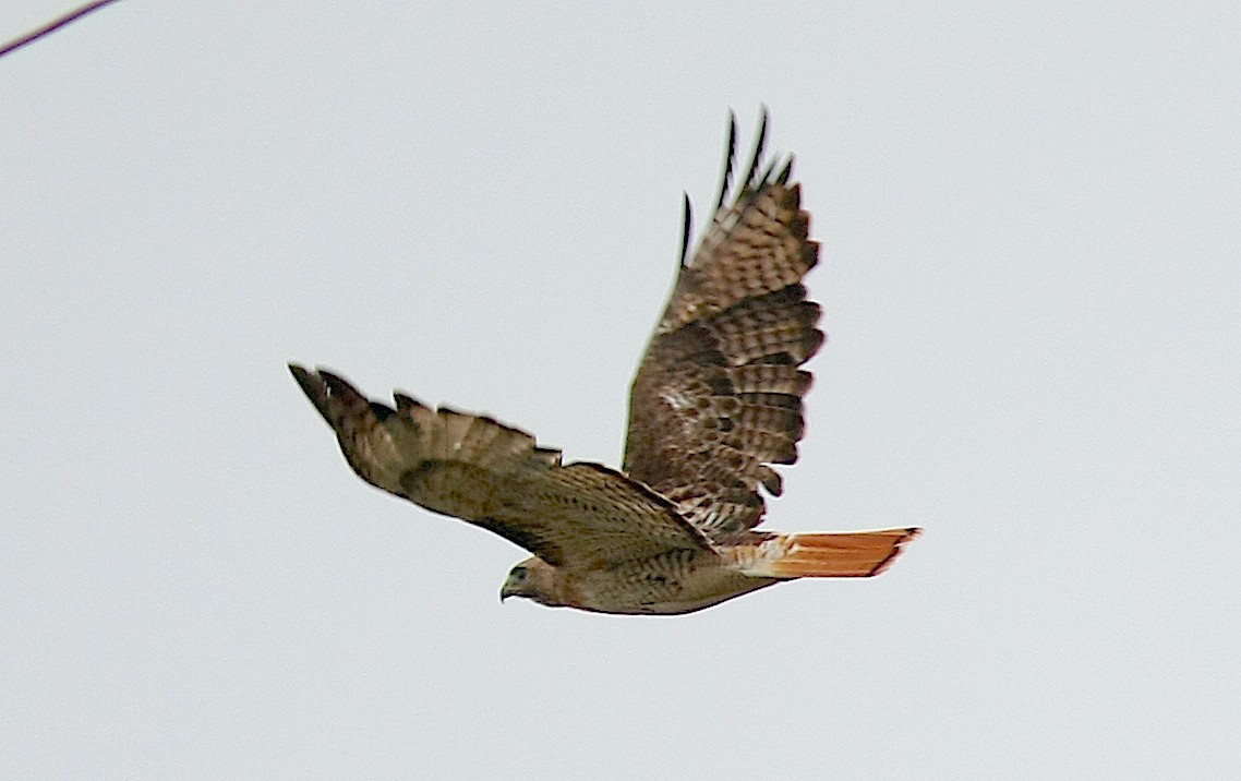 Red-tailed Hawk - ML244058831