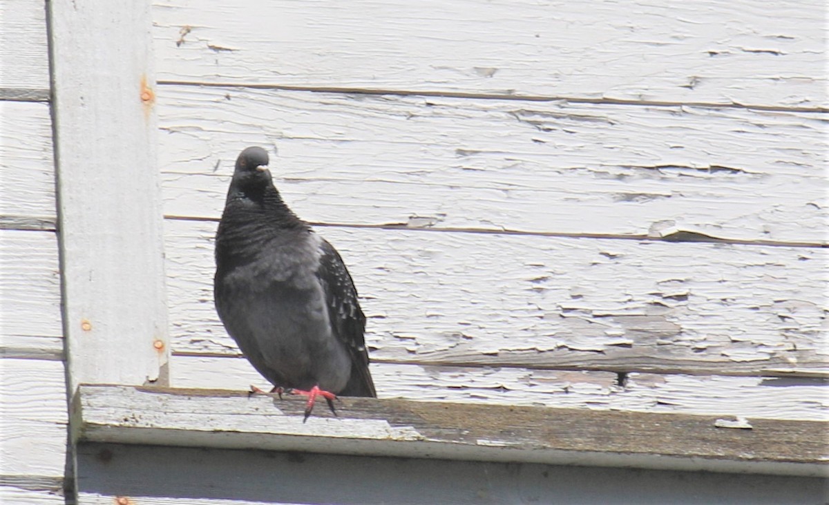 Rock Pigeon (Feral Pigeon) - ML244060211