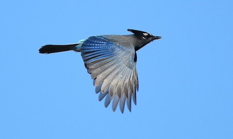 Steller's Jay - eBird