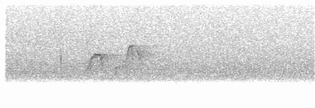 Светлобрюхий фиби - ML244061941