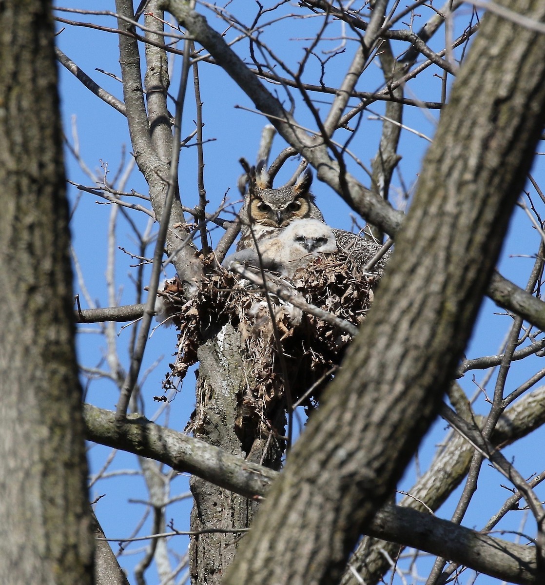 Great Horned Owl - ML244063881
