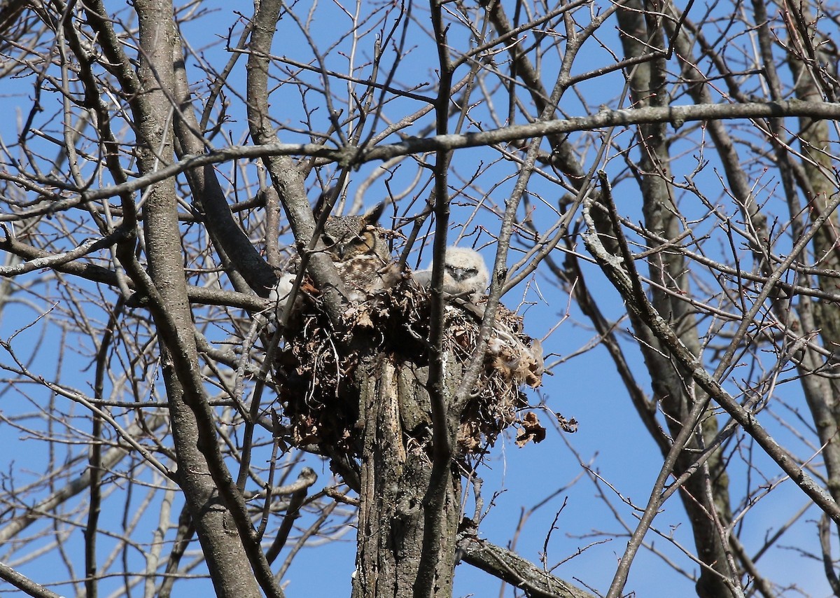 Great Horned Owl - ML244063891