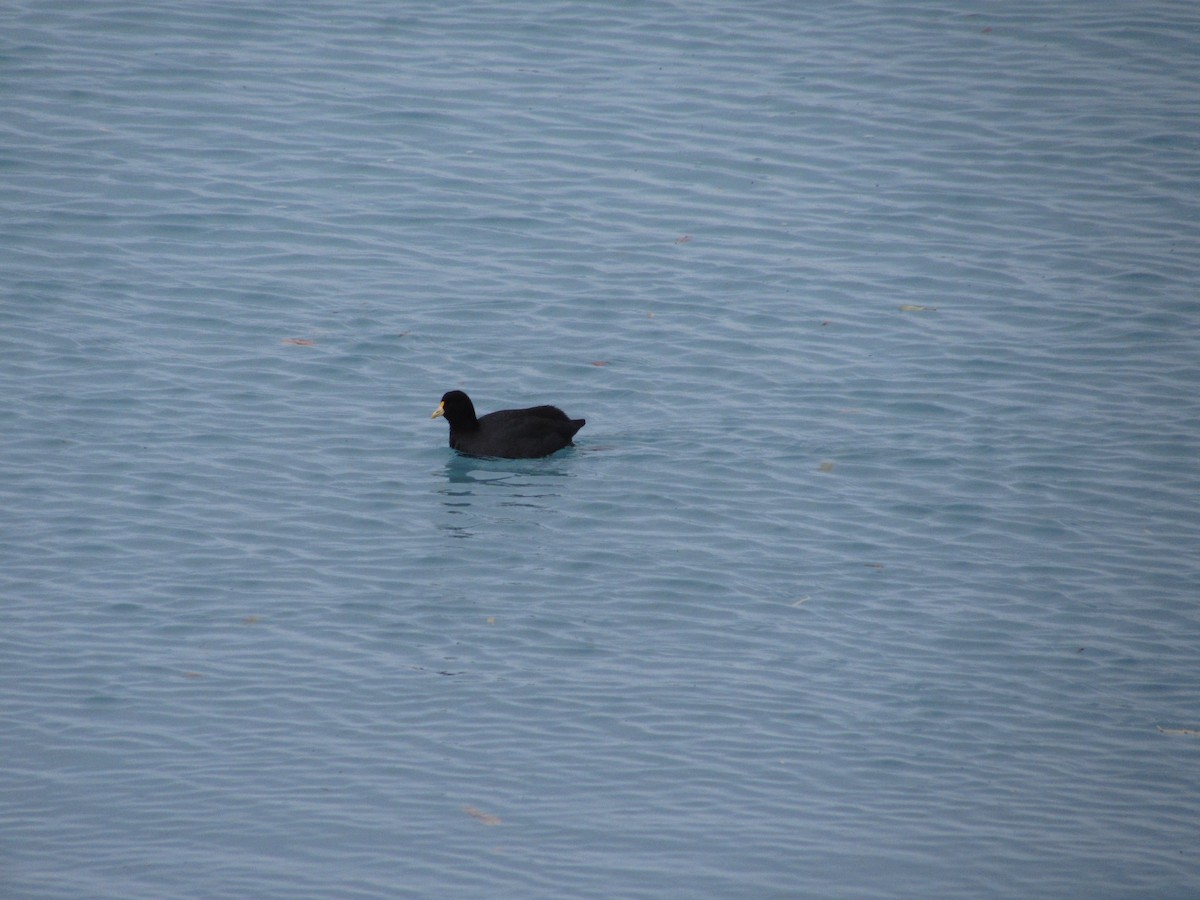 White-winged Coot - ML244064671