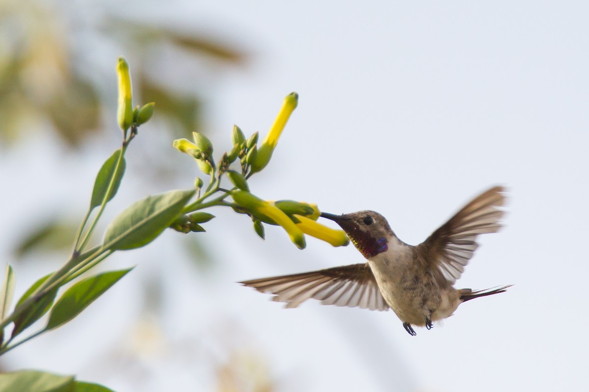 Oasis Hummingbird - Robert Lewis