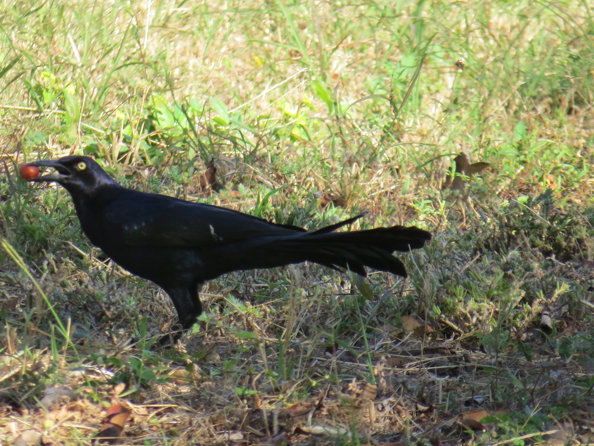 Great-tailed Grackle - Elena Conde