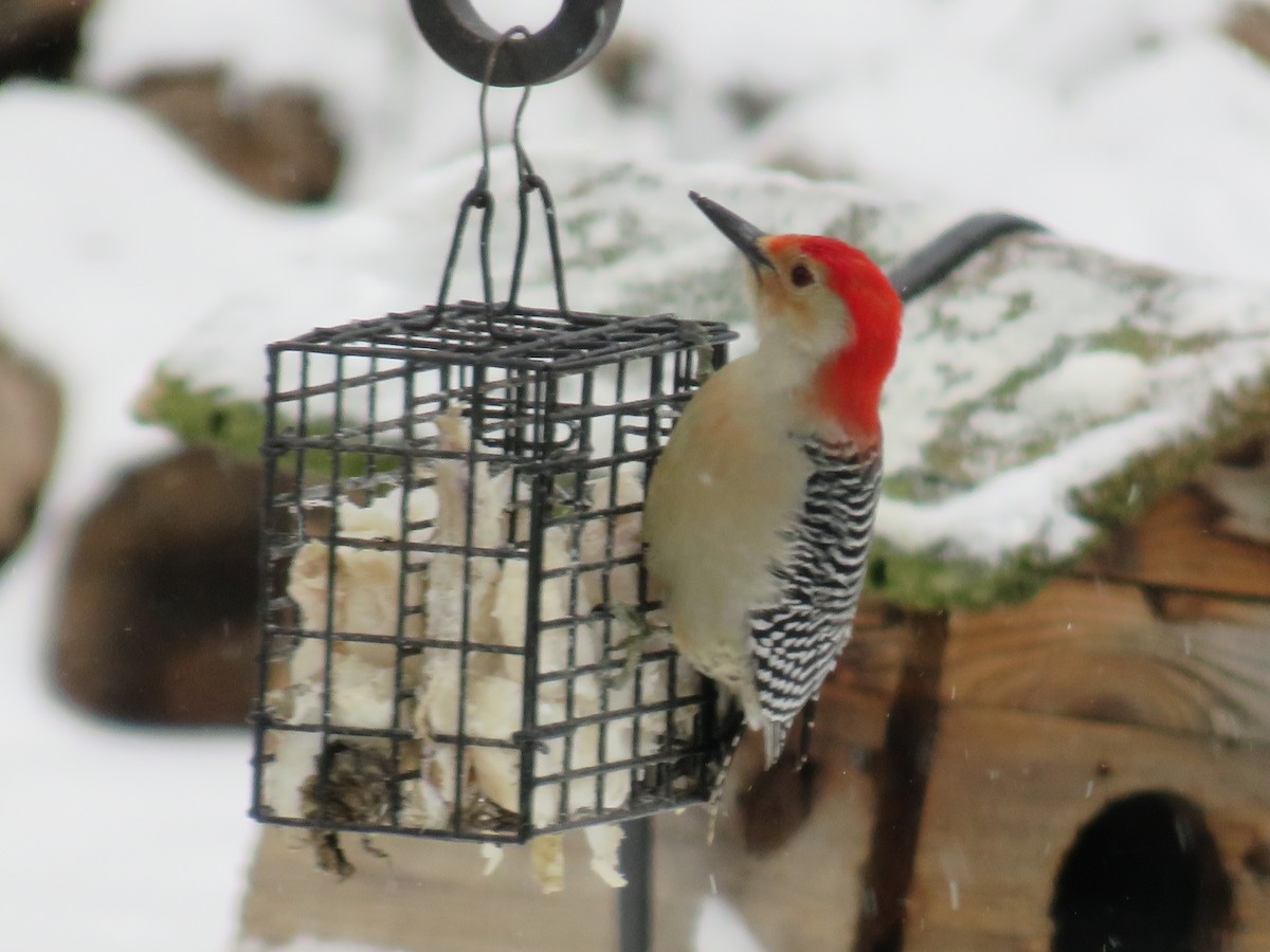 Red-bellied Woodpecker - ML24407661