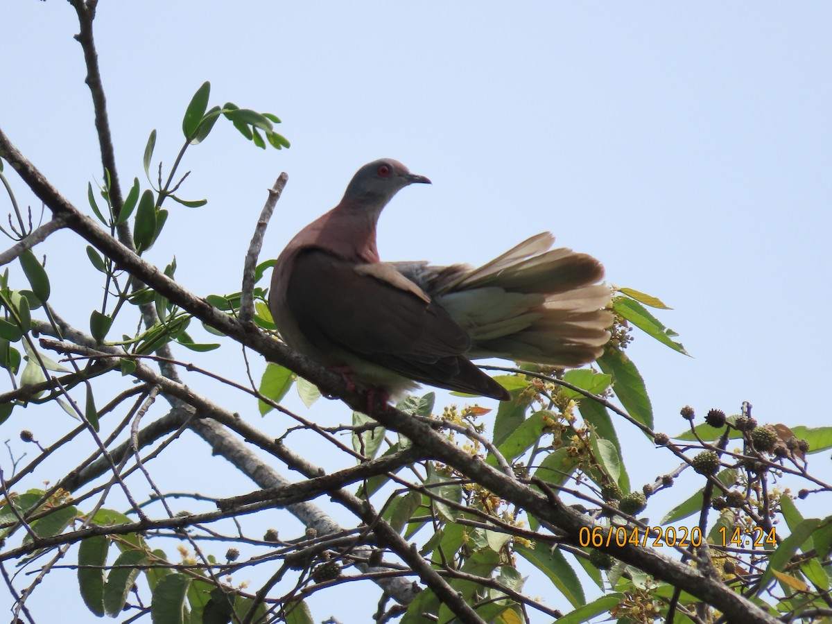 Pale-vented Pigeon - Arianne  Magallon
