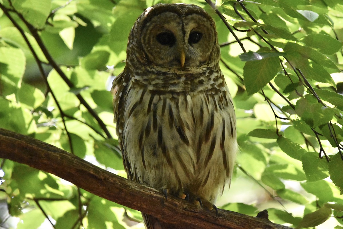 Barred Owl - ML244080551