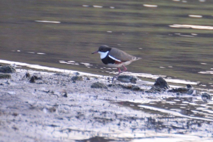 Red-kneed Dotterel - ML244080571
