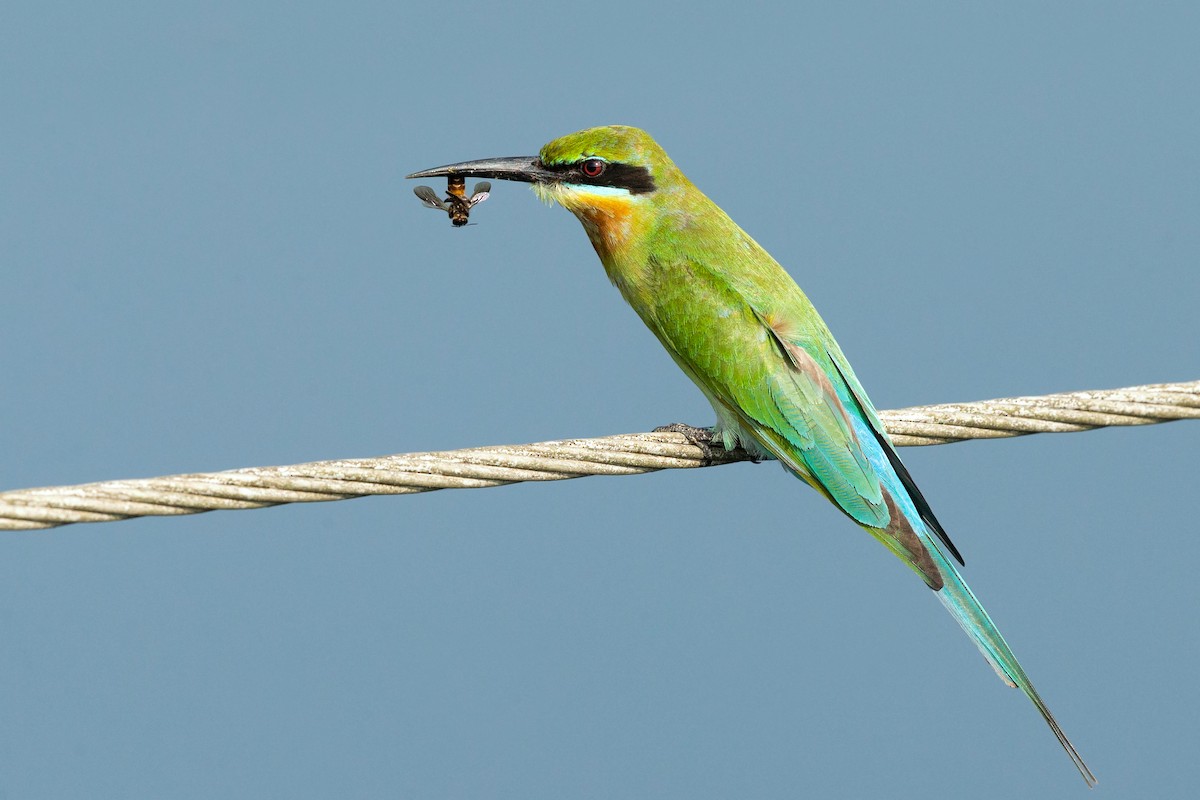 Blue-tailed Bee-eater - David Irving