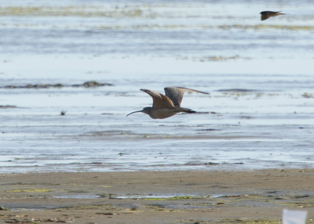 Long-billed Curlew - ML244084821