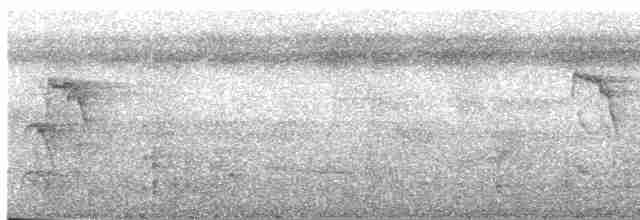 skjeggmaursmett (obscura) - ML244085
