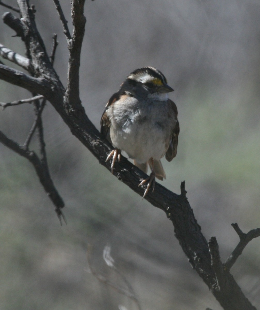 White-throated Sparrow - ML244085531
