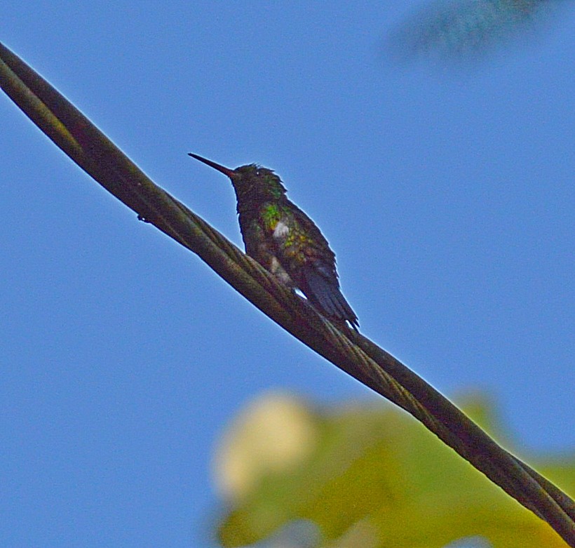 Blue-vented Hummingbird - ML24408641