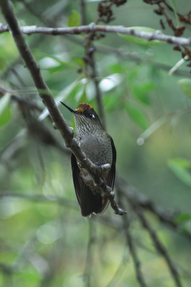 Green-backed Firecrown - ML244087141