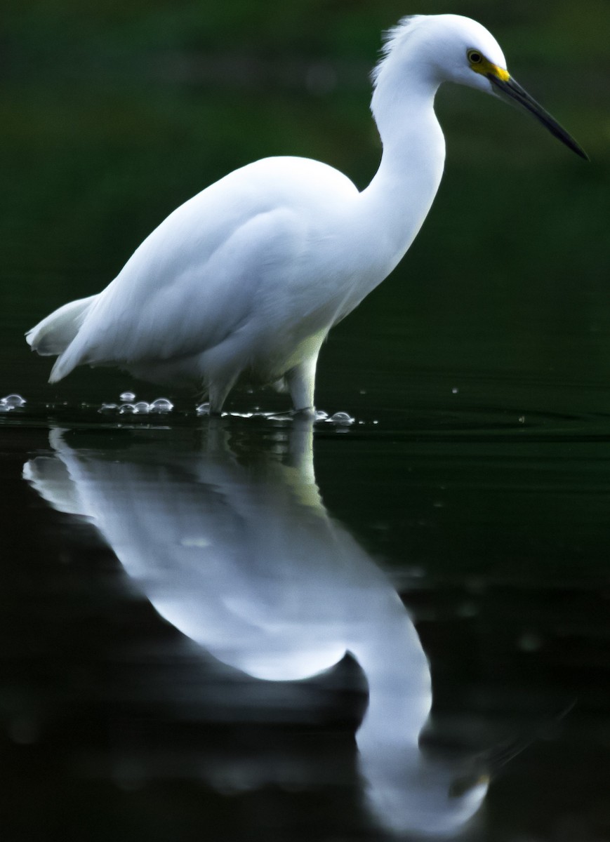 Snowy Egret - moises huentecura