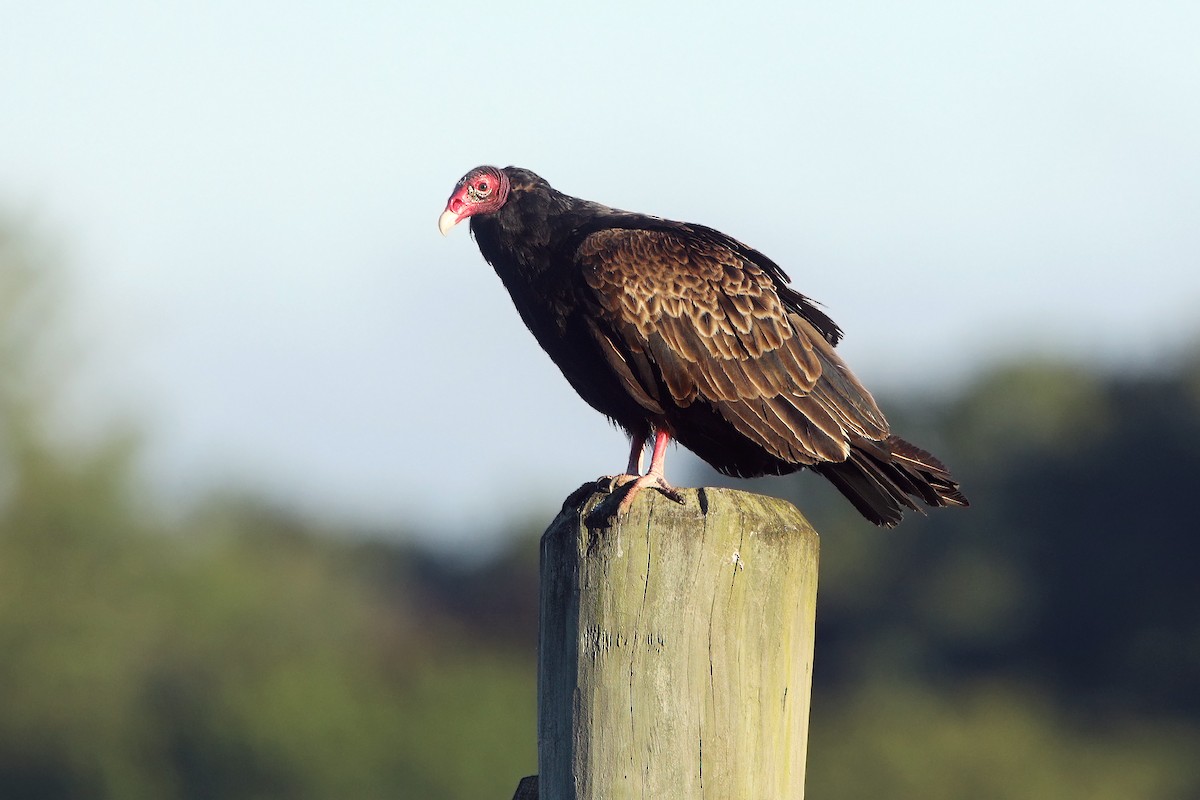 Turkey Vulture - ML244087441