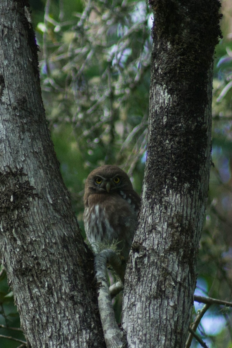 Austral Pygmy-Owl - ML244087571