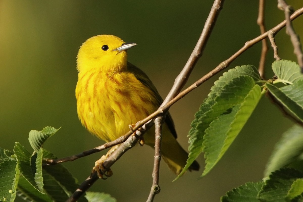 Yellow Warbler - Bob MacDonnell