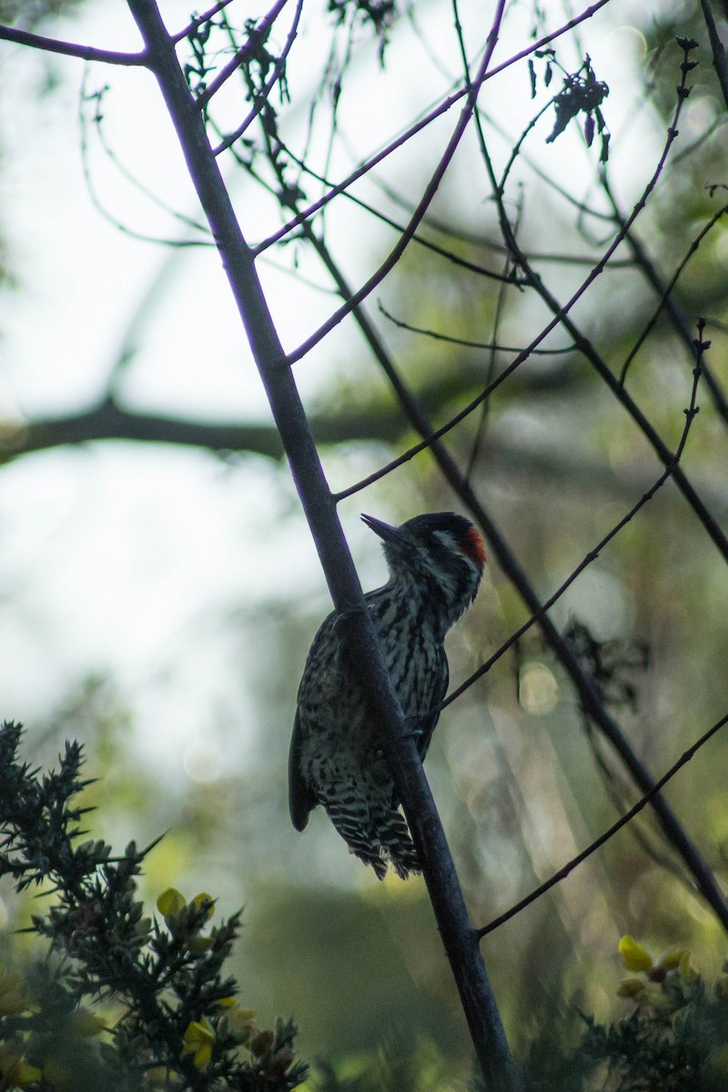 Striped Woodpecker - ML244087681