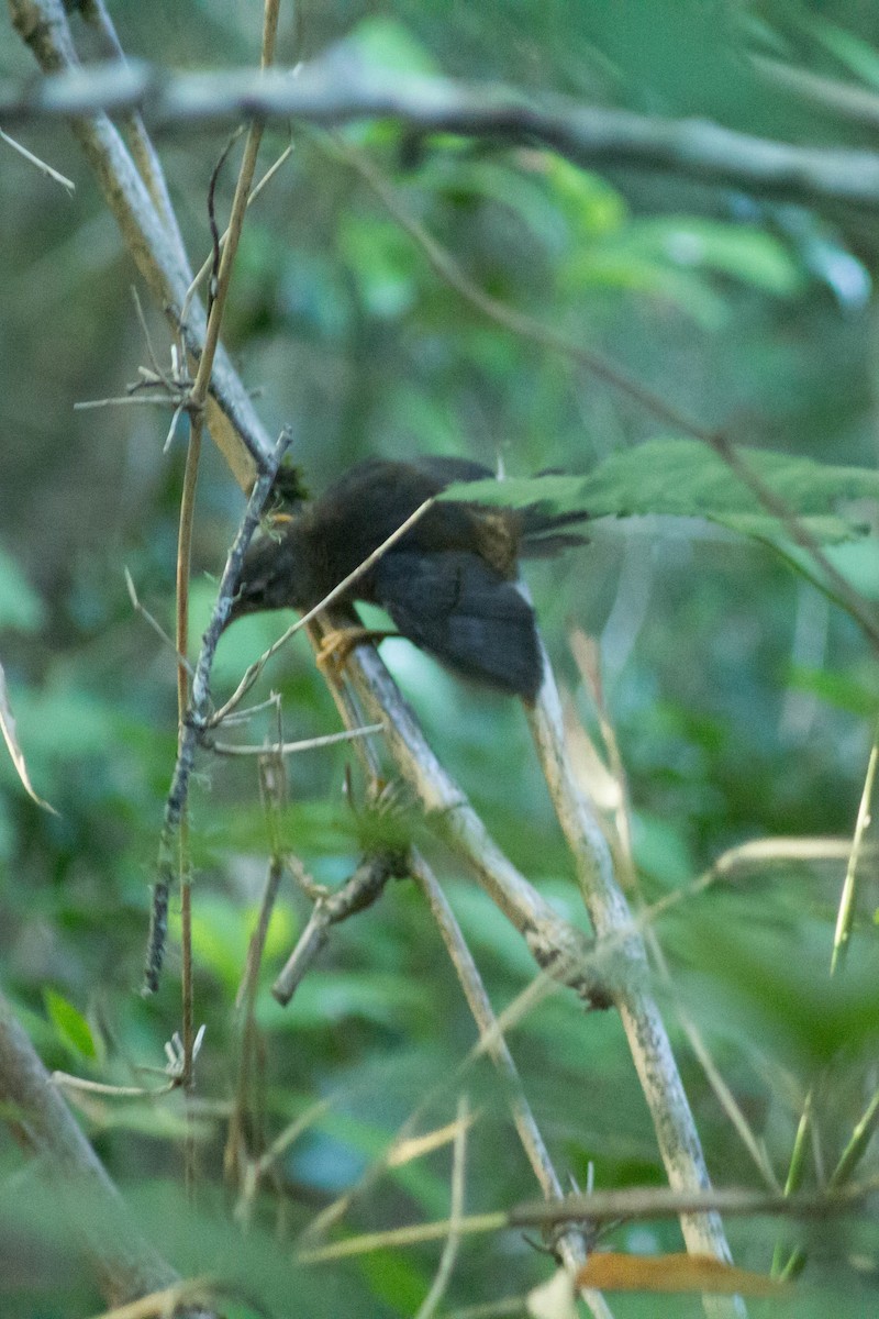 Ochre-flanked Tapaculo - ML244087761