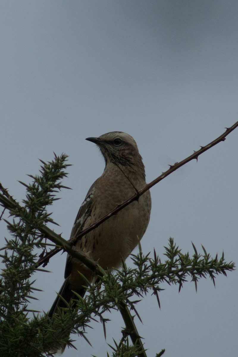 Chilean Mockingbird - moises huentecura