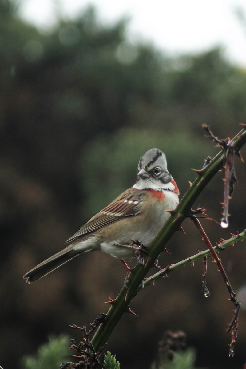 Rufous-collared Sparrow - moises huentecura