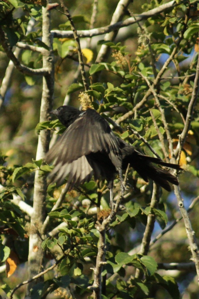 Austral Blackbird - moises huentecura