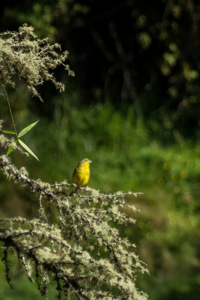 Grassland Yellow-Finch - moises huentecura