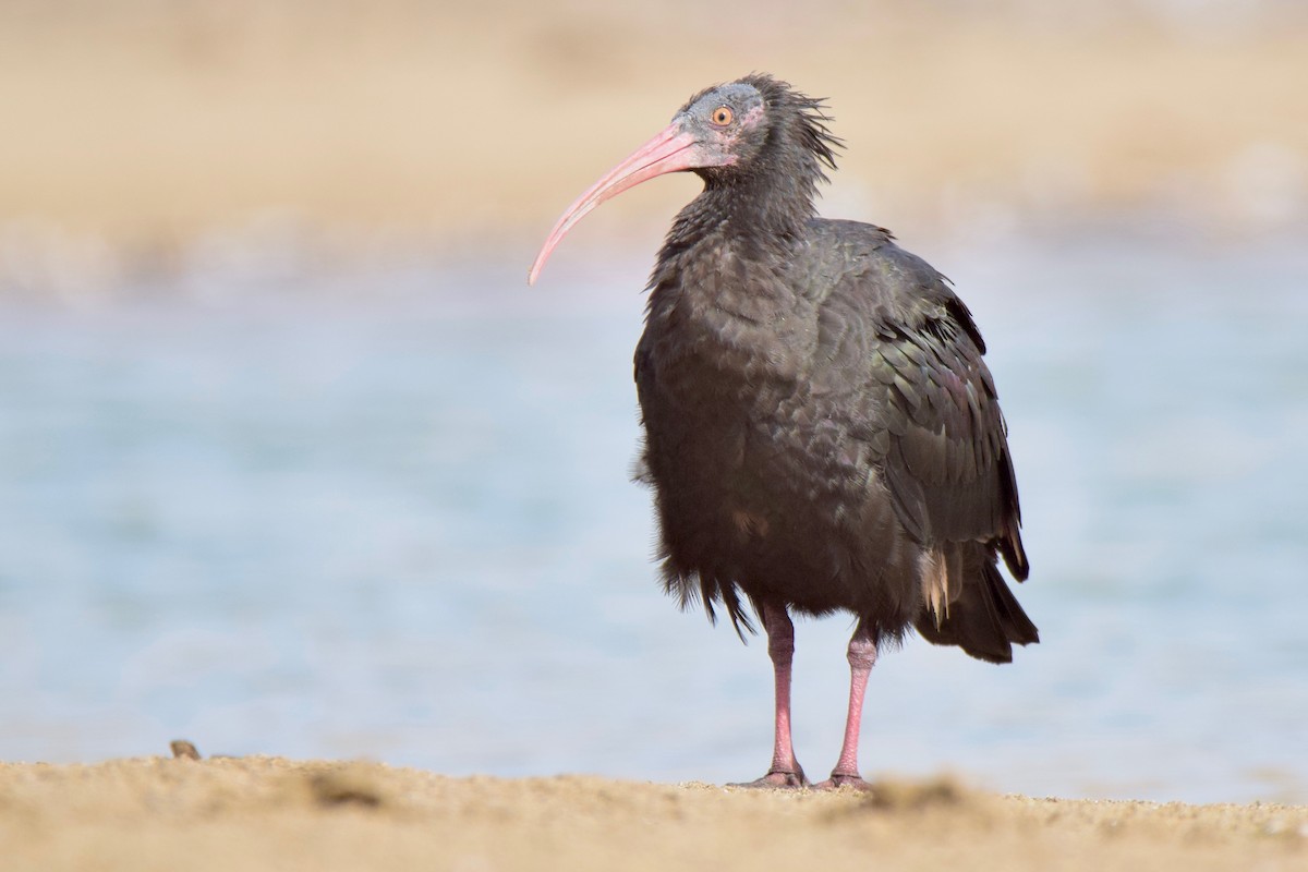 skallet ibis - ML244095971