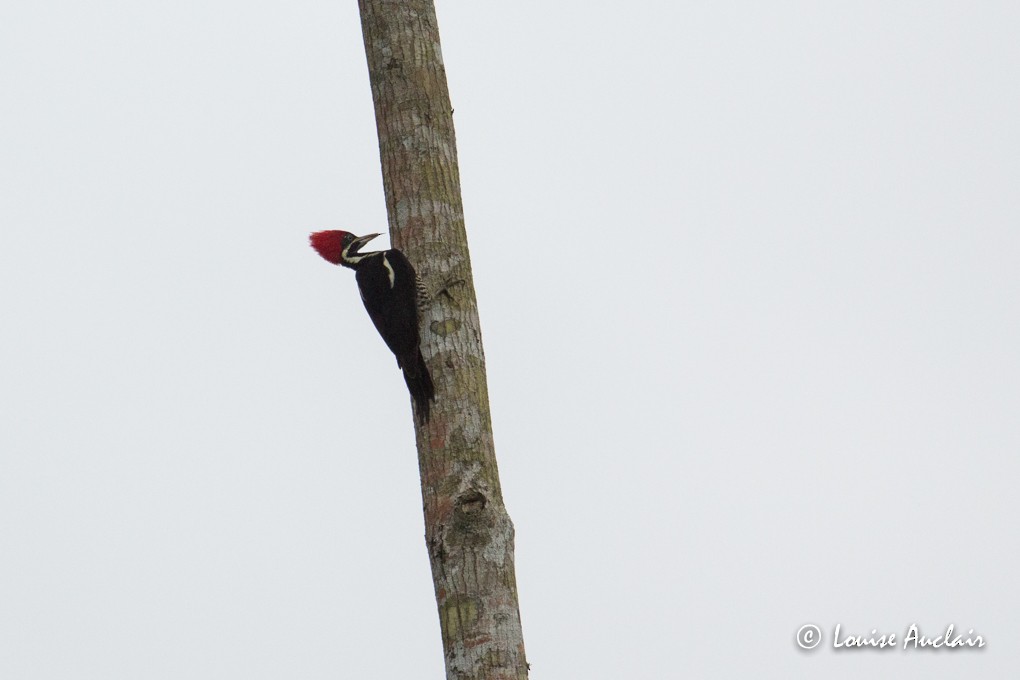 Lineated Woodpecker - Louise Auclair