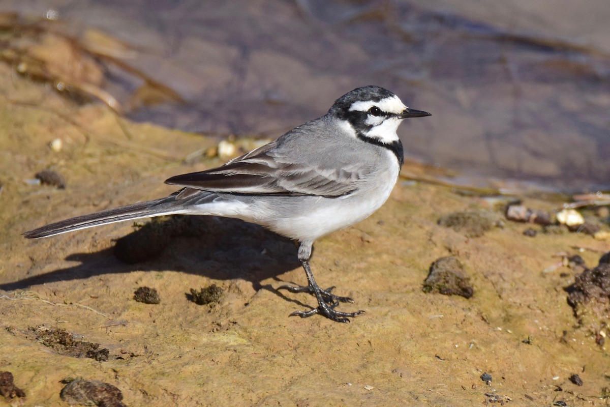 White Wagtail (Moroccan) - ML244098041