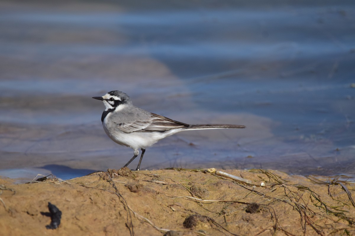 White Wagtail (Moroccan) - ML244098061