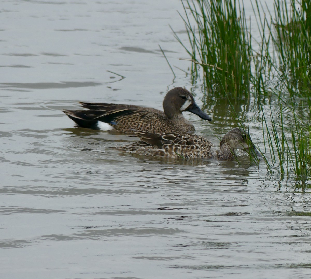 Blue-winged Teal - ML244101261