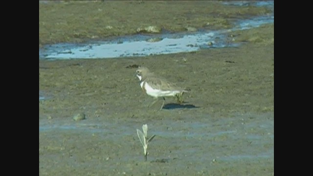 Double-banded Plover - ML244104521