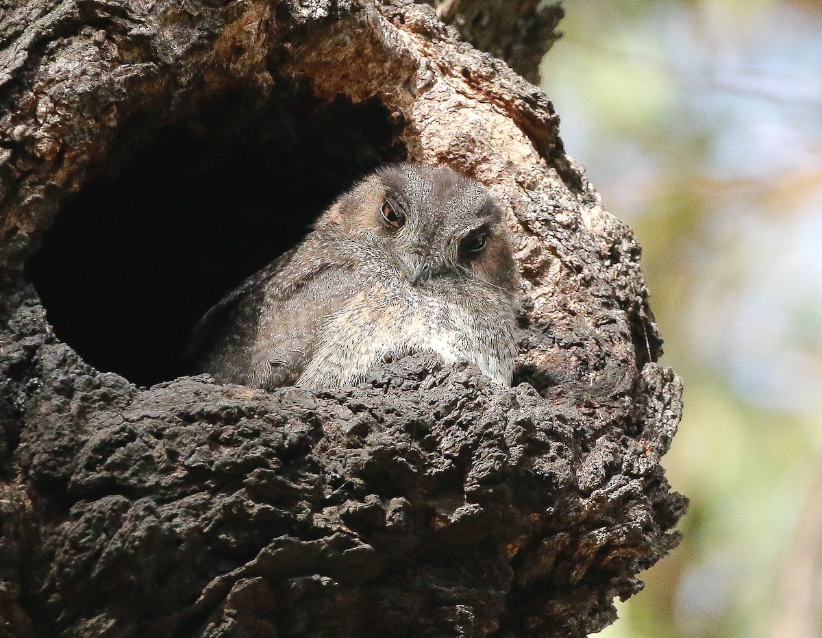 Australian Owlet-nightjar - Martin Allen