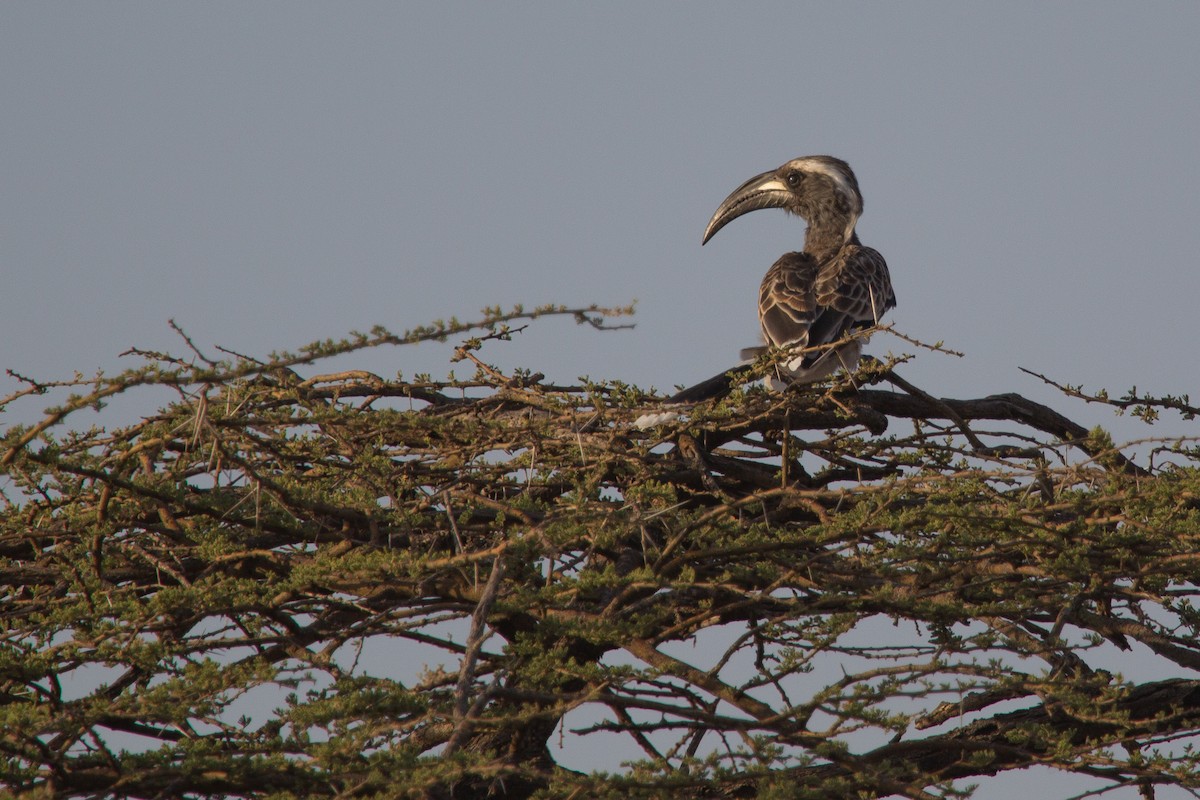African Gray Hornbill - ML244109421