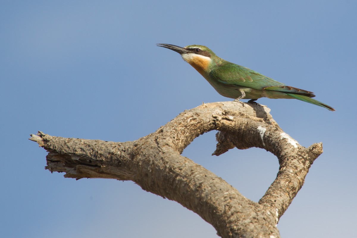 Madagascar Bee-eater - ML244109491