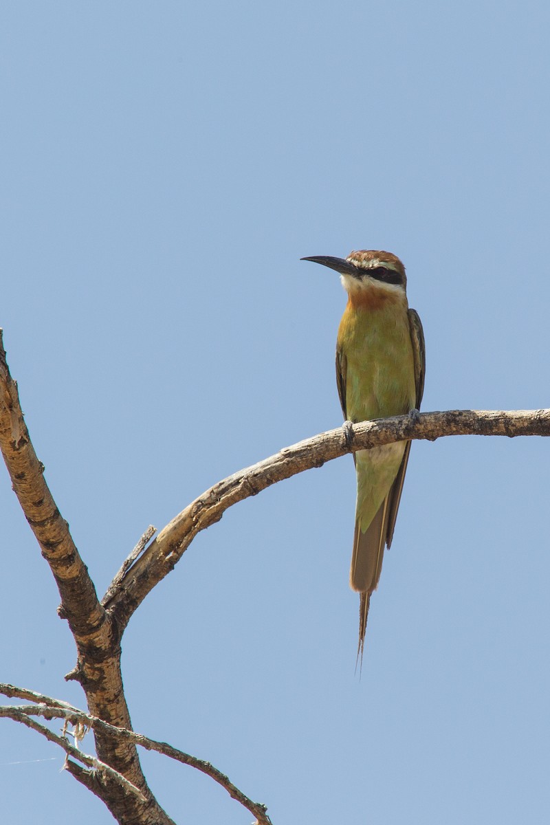 Madagascar Bee-eater - Simon Colenutt