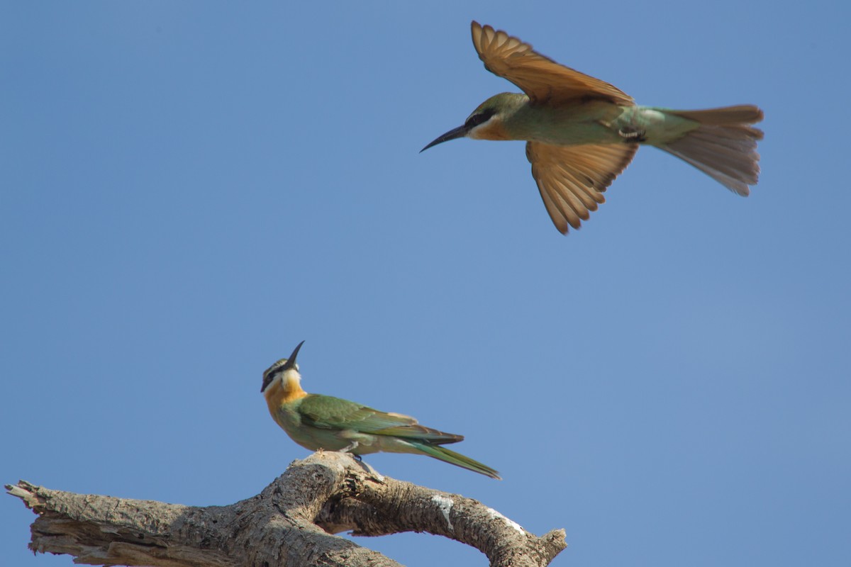 Madagascar Bee-eater - ML244109511