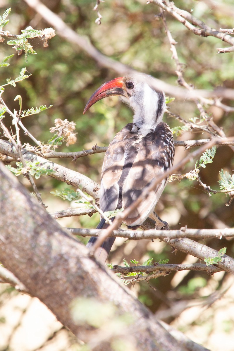 Northern Red-billed Hornbill - Simon Colenutt