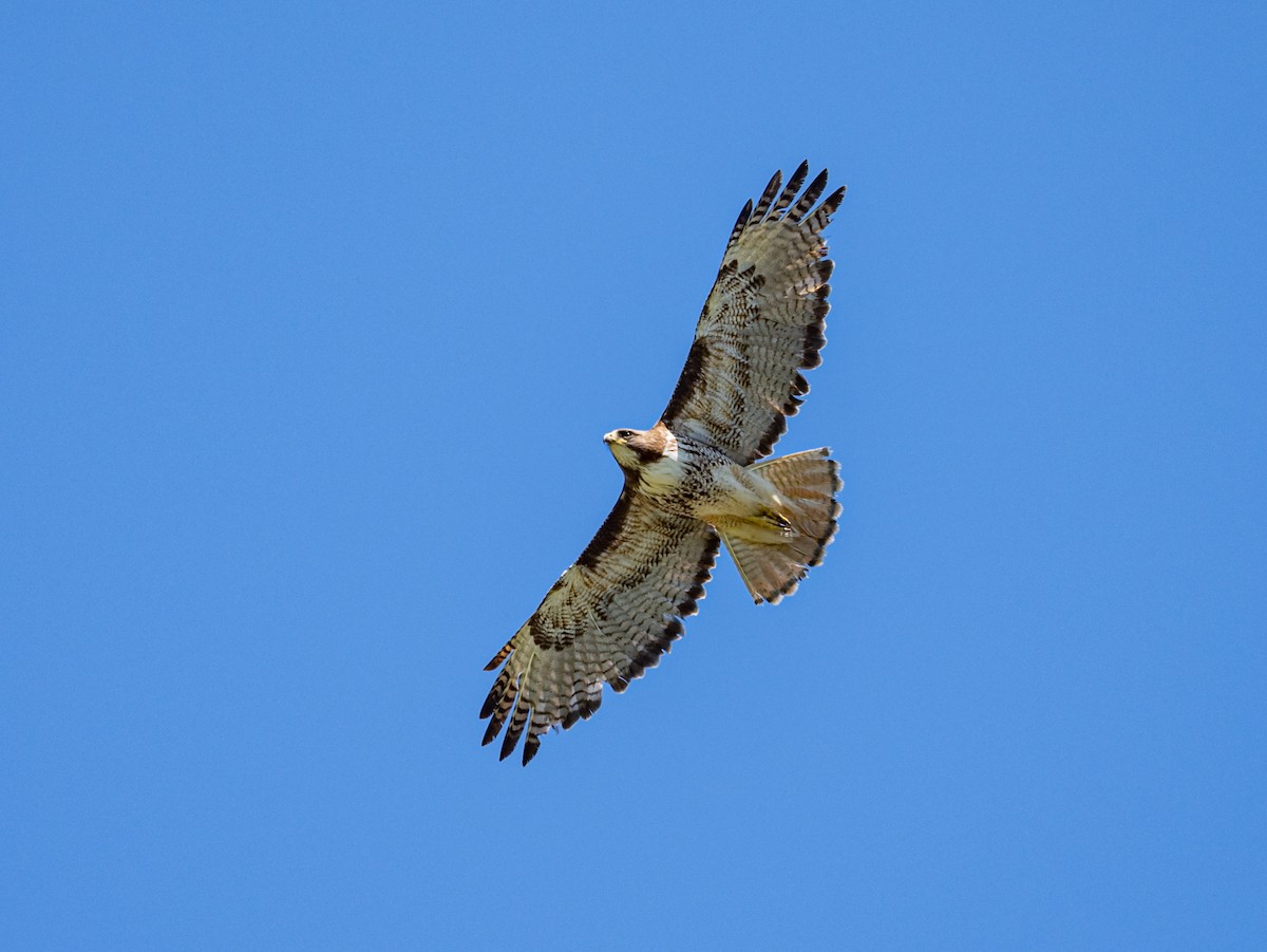 Red-tailed Hawk - Gordon Hart