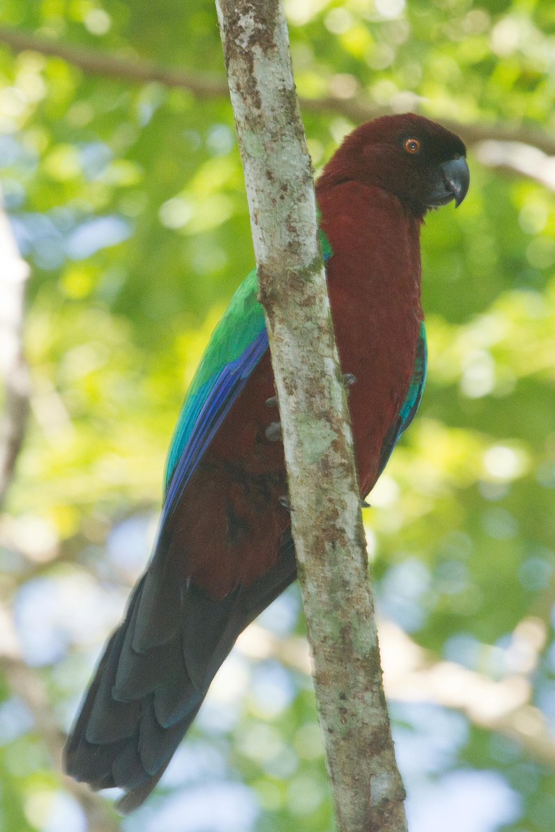 Red Shining-Parrot - ML244111331